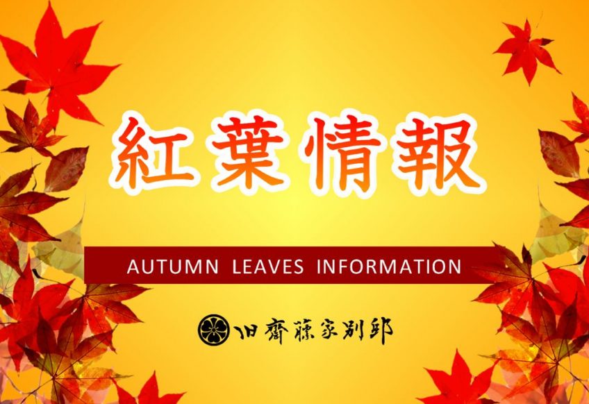 紅葉情報のサムネイル